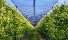 Bird Netting for Fruit Trees: A Comprehensive Guide