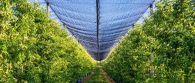 Bird Netting for Fruit Trees: A Comprehensive Guide