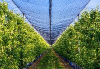 Bird Netting for Fruit Trees: A Comprehensive Guide