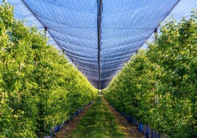 Bird Netting for Fruit Trees: A Comprehensive Guide