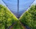 Bird Netting for Fruit Trees: A Comprehensive Guide
