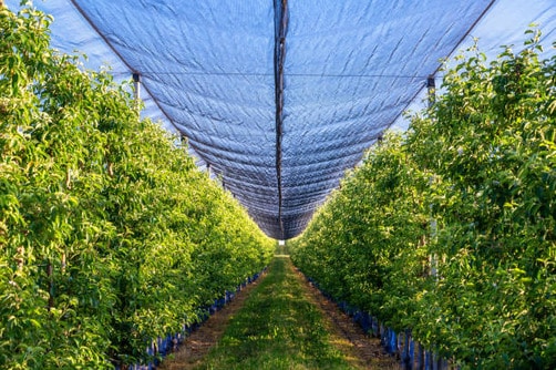 Bird Netting for Fruit Trees: A Comprehensive Guide