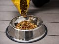 The Dog Podcast Uncovers Startling Truths About What We Feed Our Dogs [Press Release]