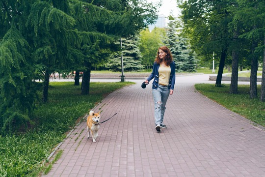 Dog Walk & Train Services: Smarter Walks for Happier Dogs